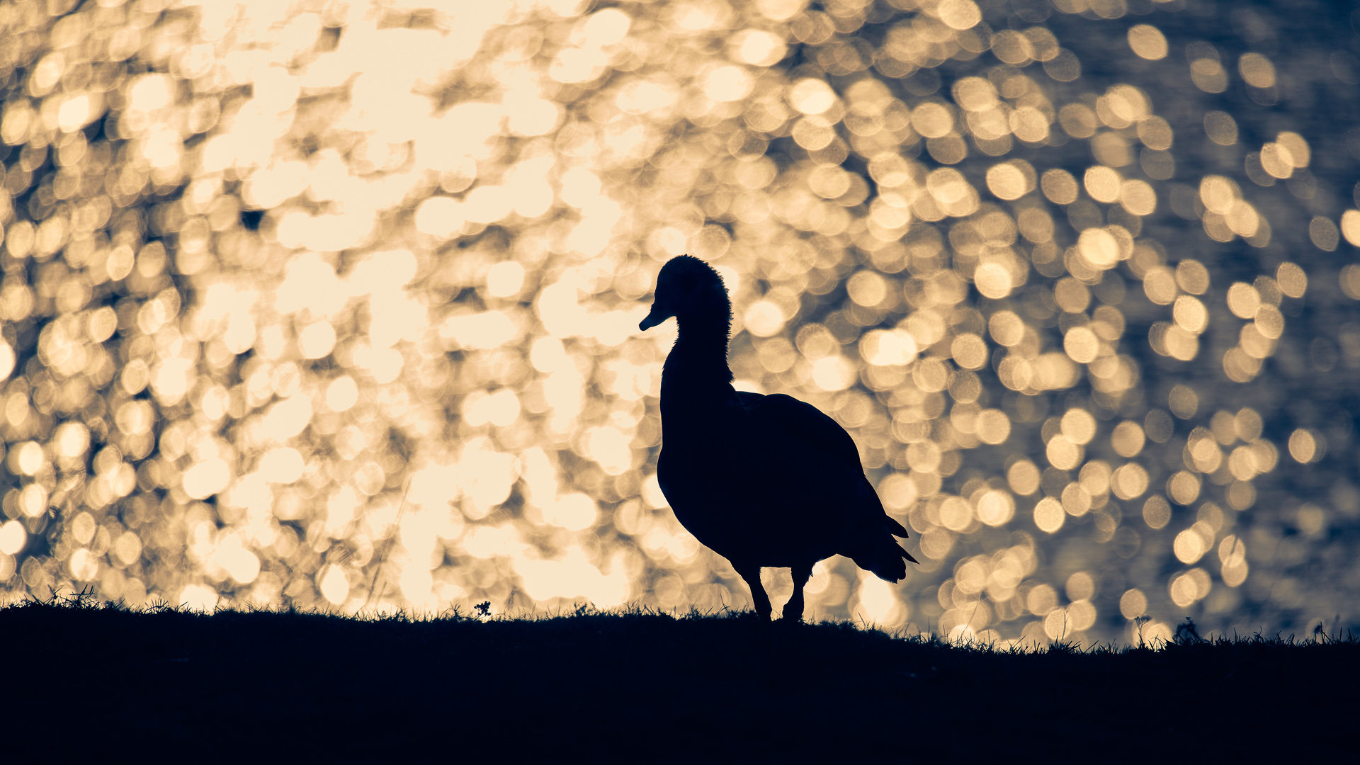 Nilgans 