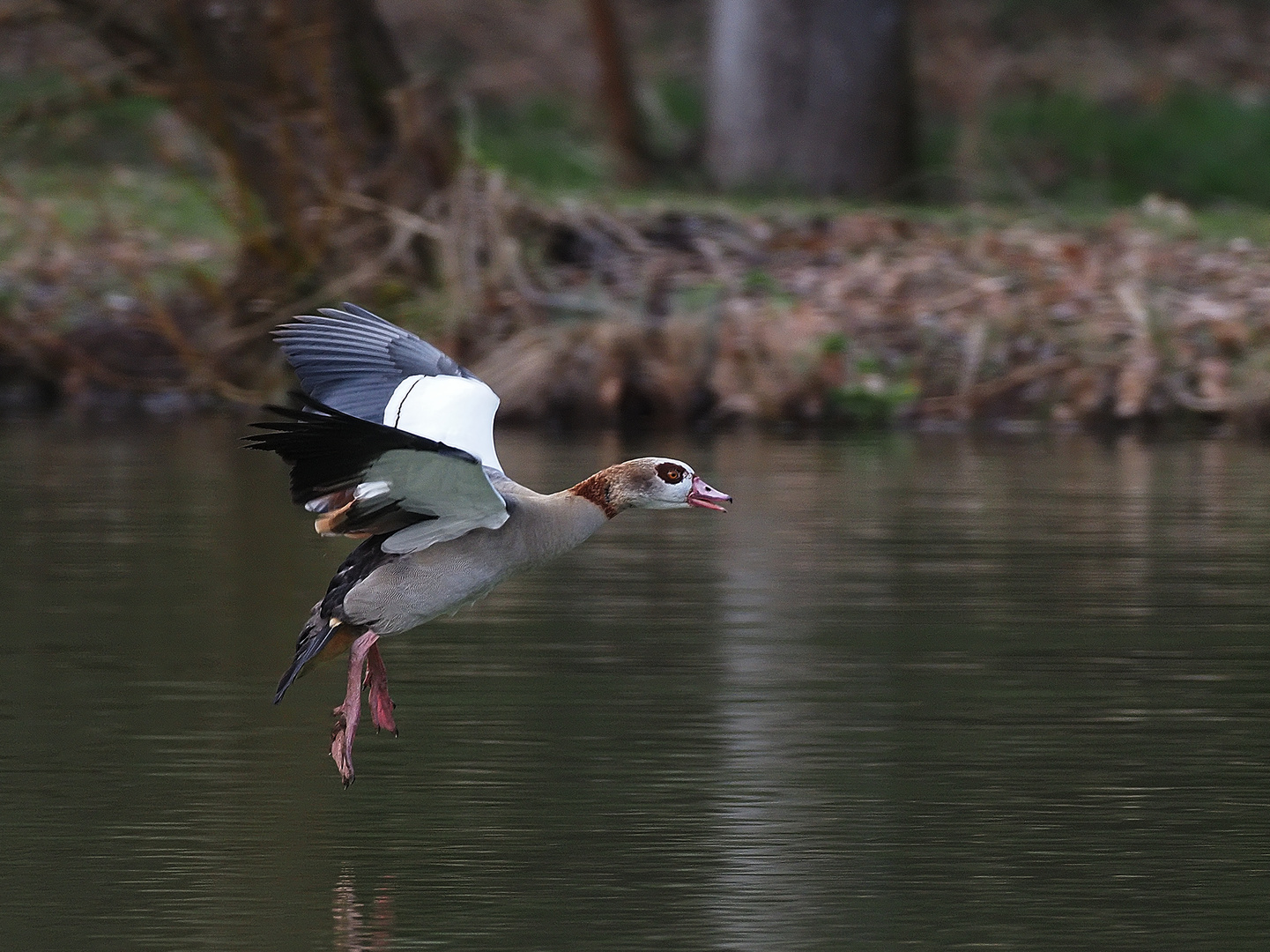 Nilgans