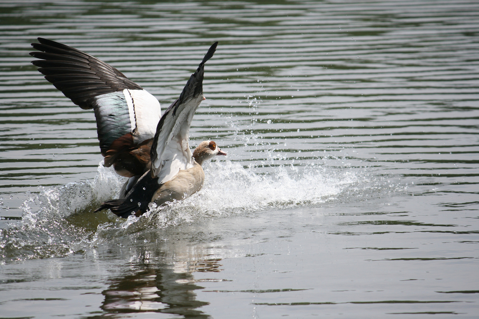 Nilgans