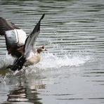 Nilgans