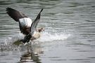 Nilgans von GGl. 