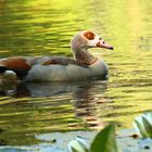 Nilgans