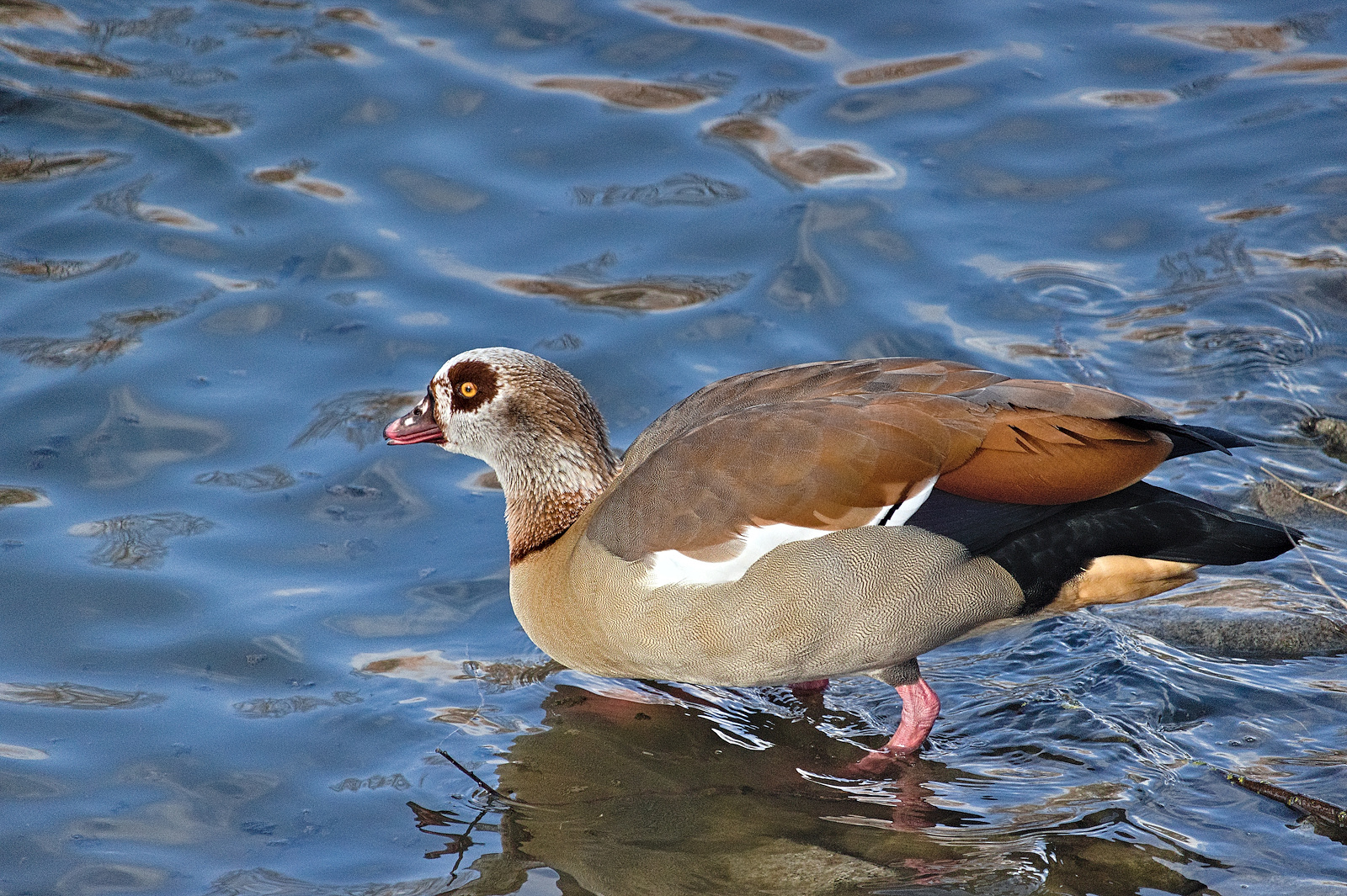 Nilgans