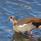 Nilgans