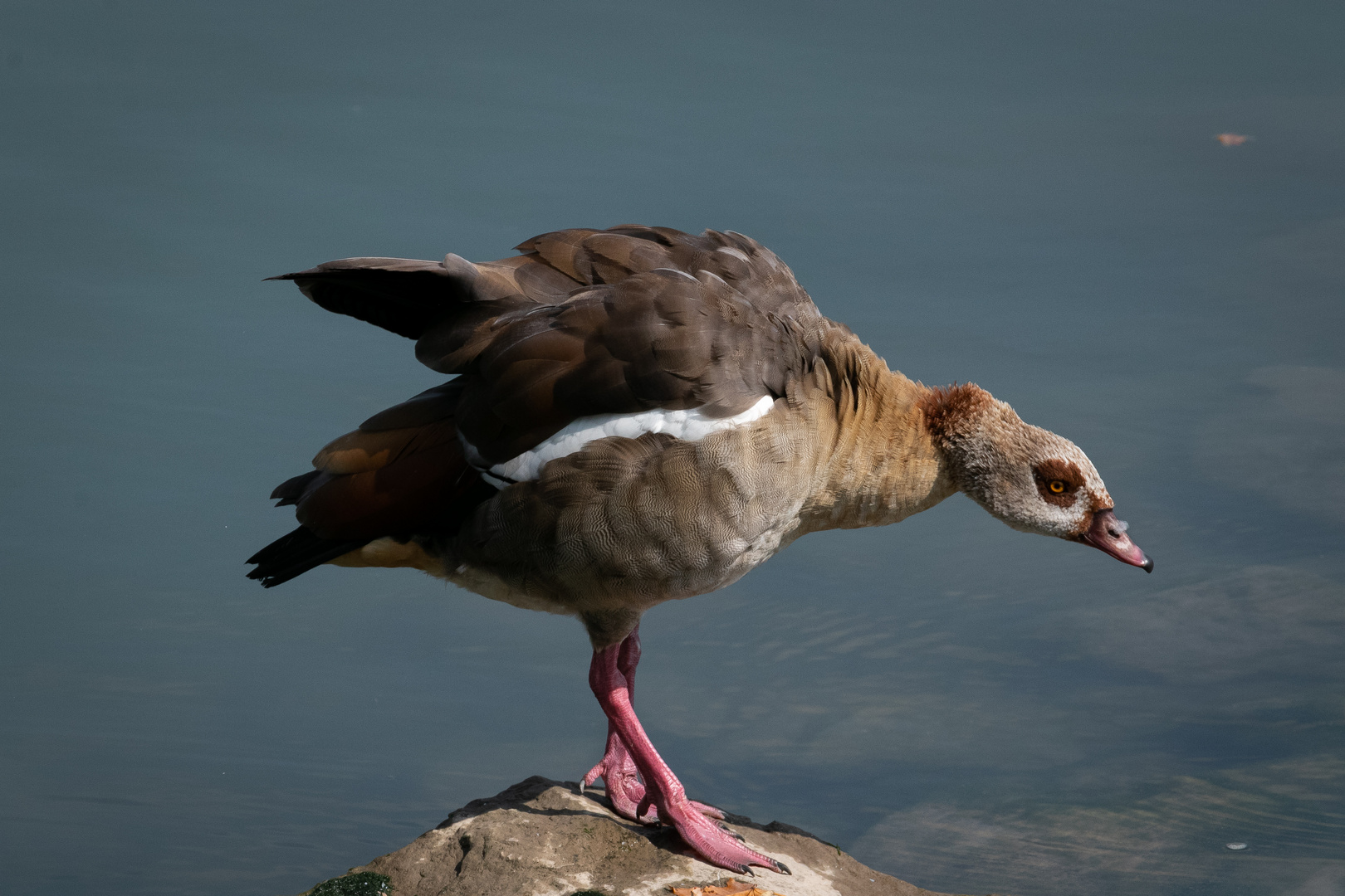 Nilgans