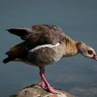 Nilgans