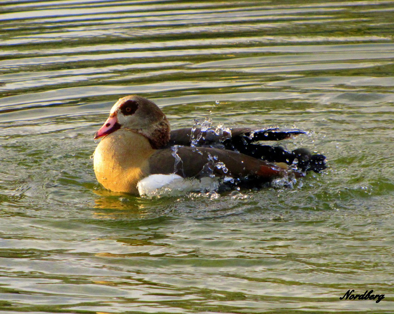 Nilgans