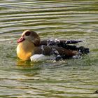 Nilgans