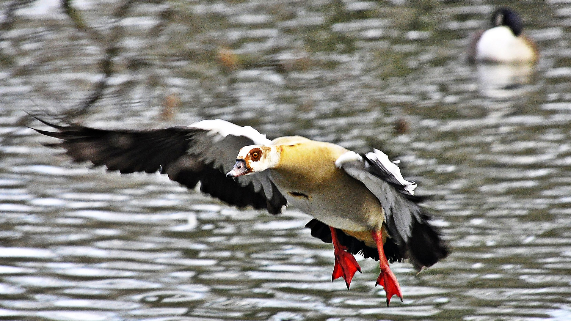 Nilgans