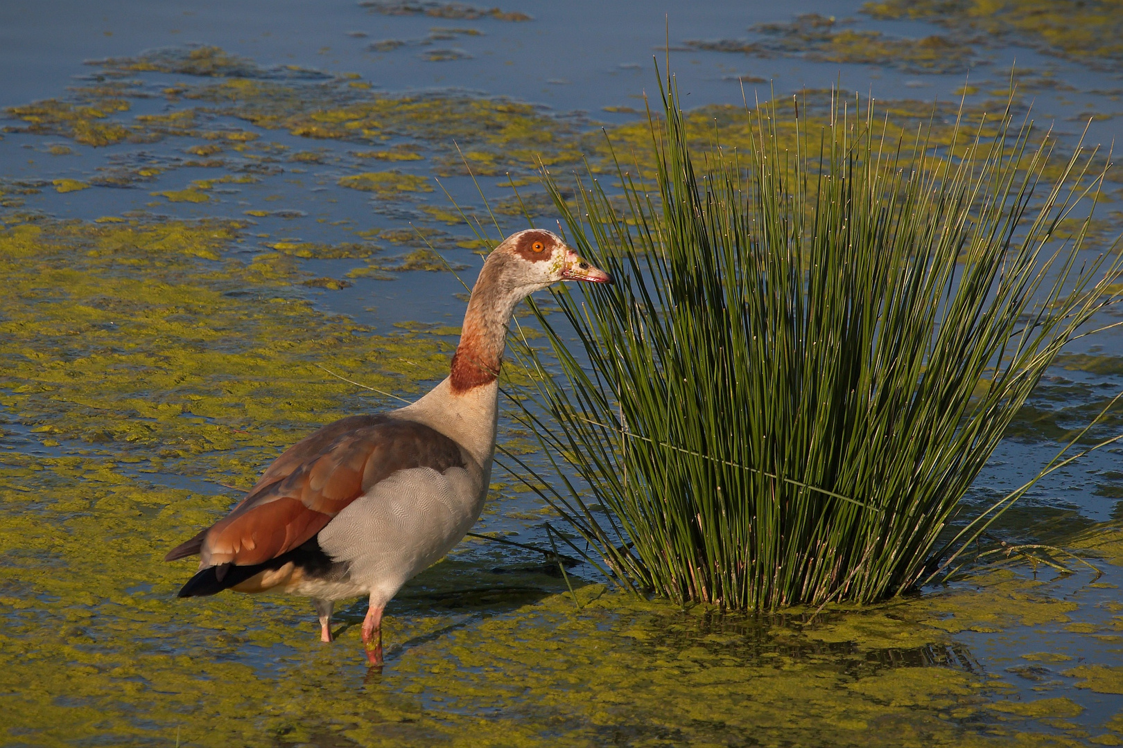 Nilgans .....