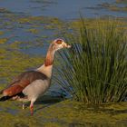 Nilgans .....