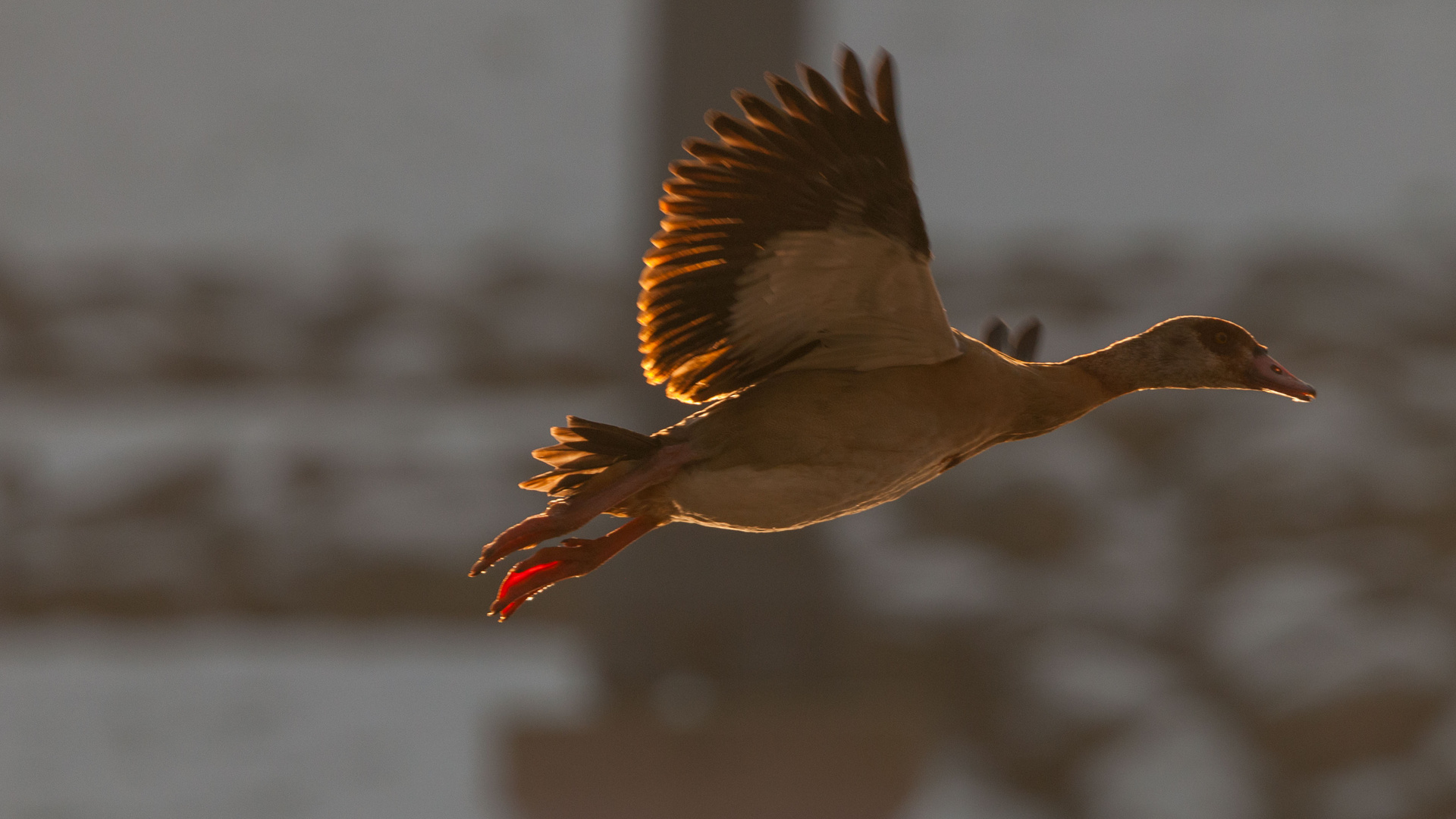 Nilgans