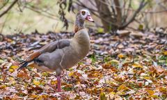 Nilgans