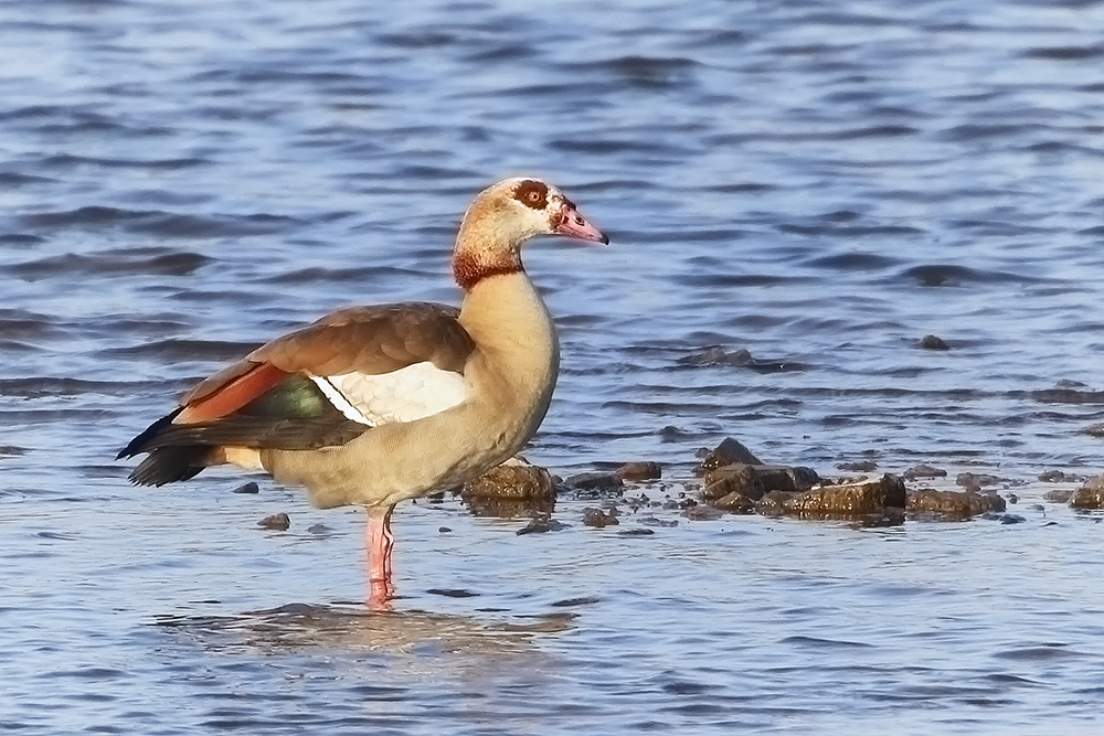 ...Nilgans...