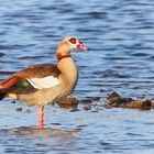 ...Nilgans...