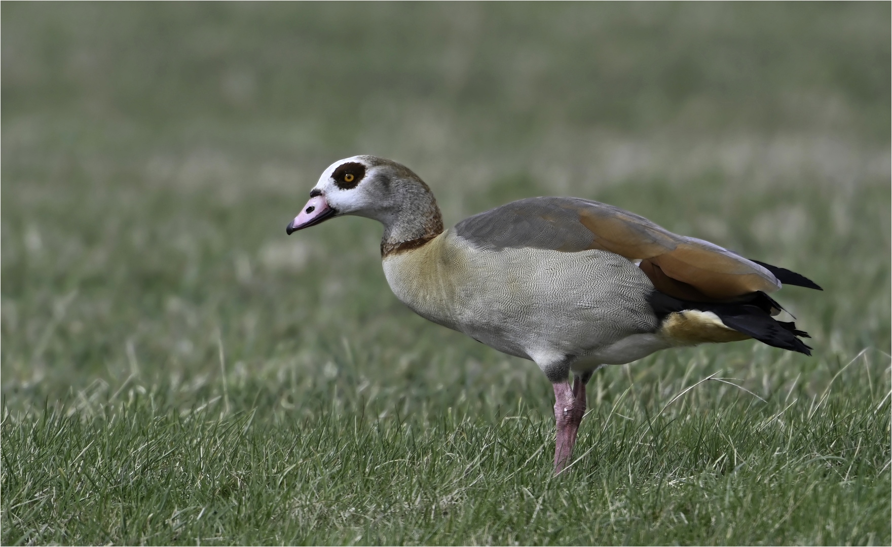 Nilgans