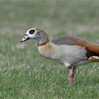 Nilgans