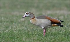 Nilgans