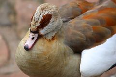 Nilgans