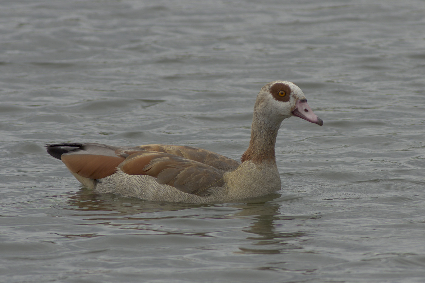 Nilgans