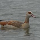 Nilgans