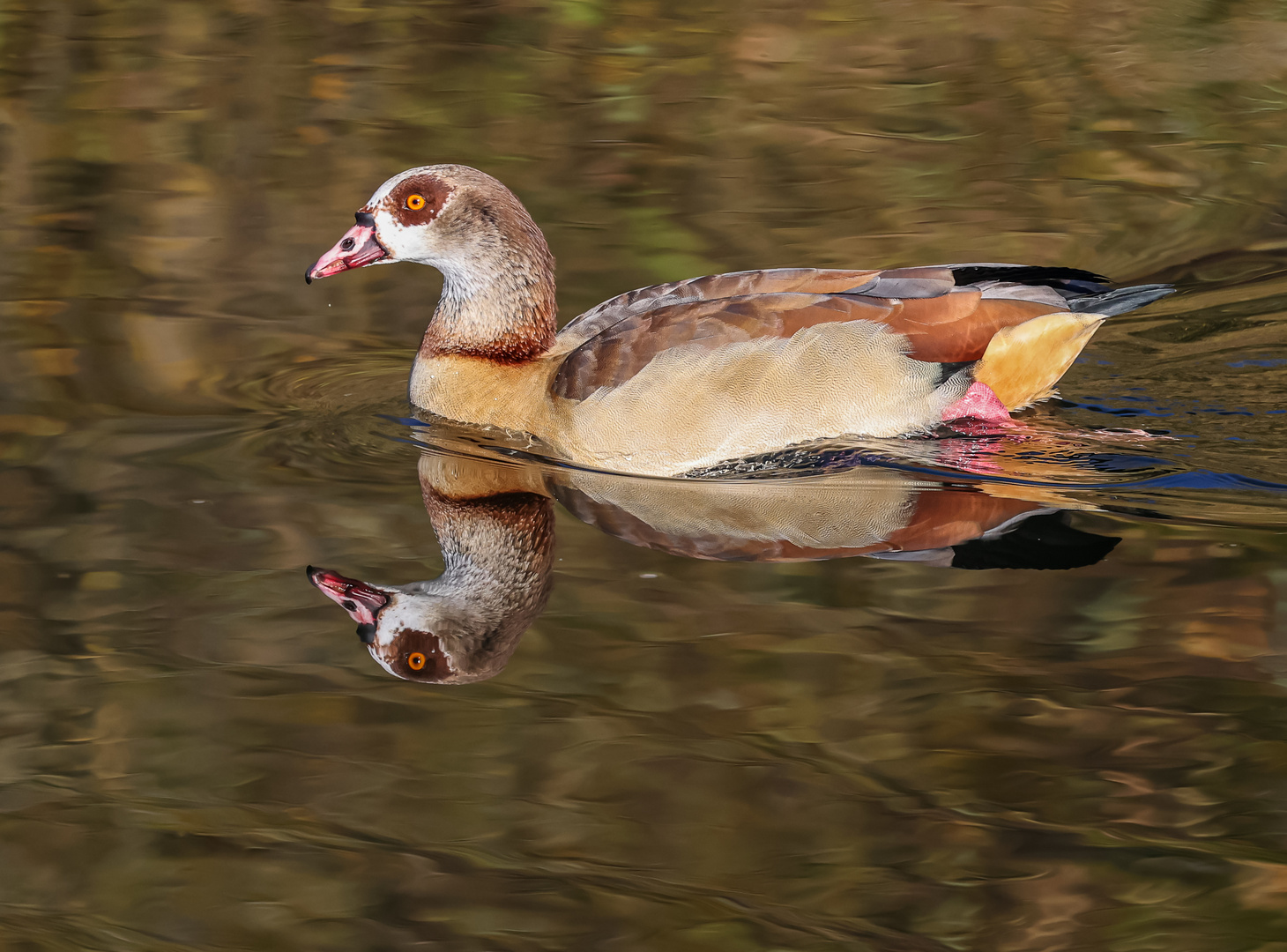 Nilgans