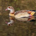 Nilgans