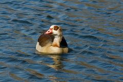 Nilgans