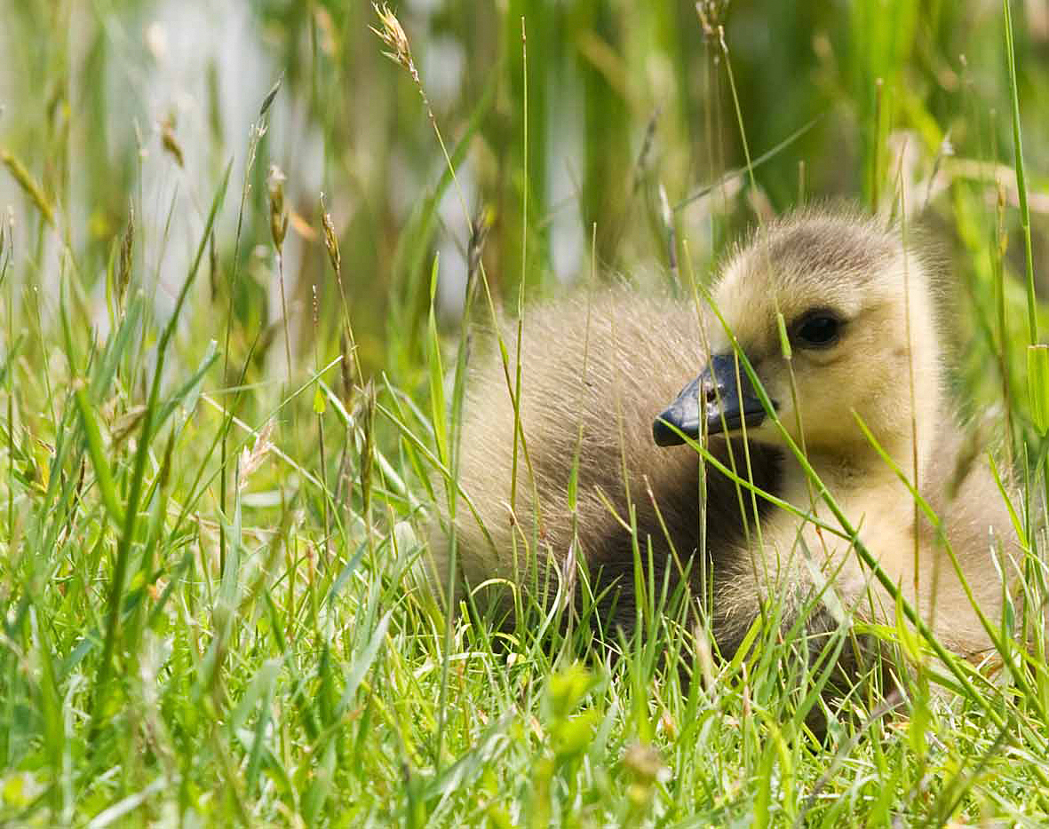 Nilgans