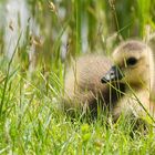 Nilgans