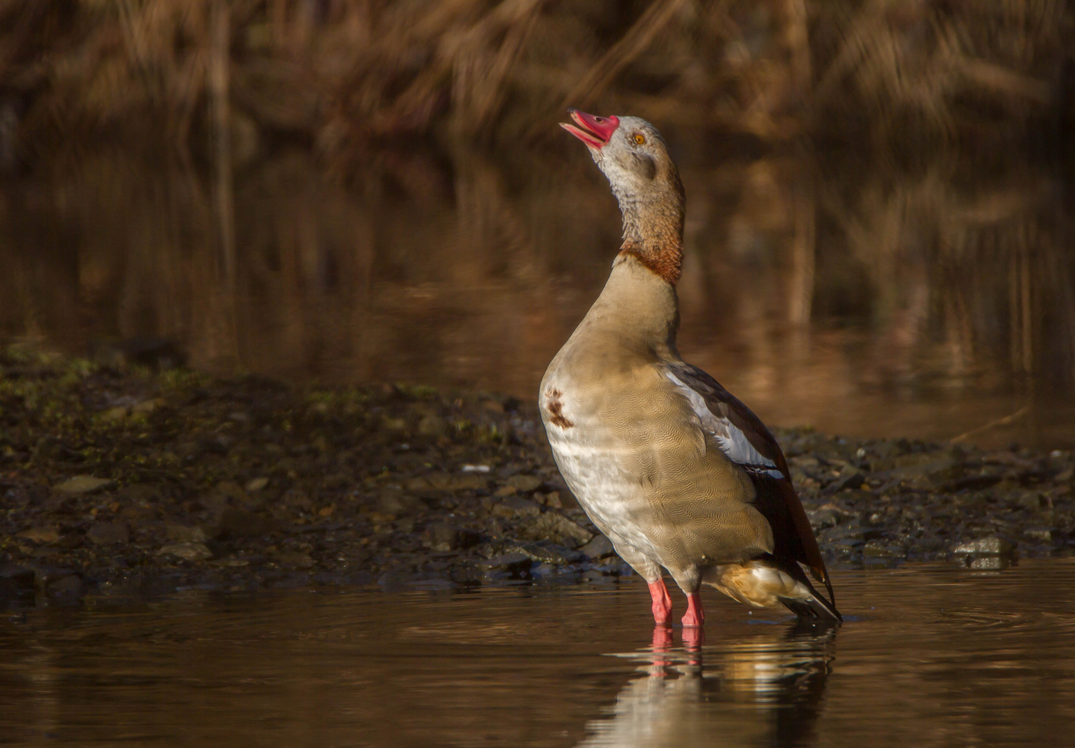 Nilgans