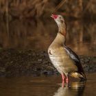 Nilgans