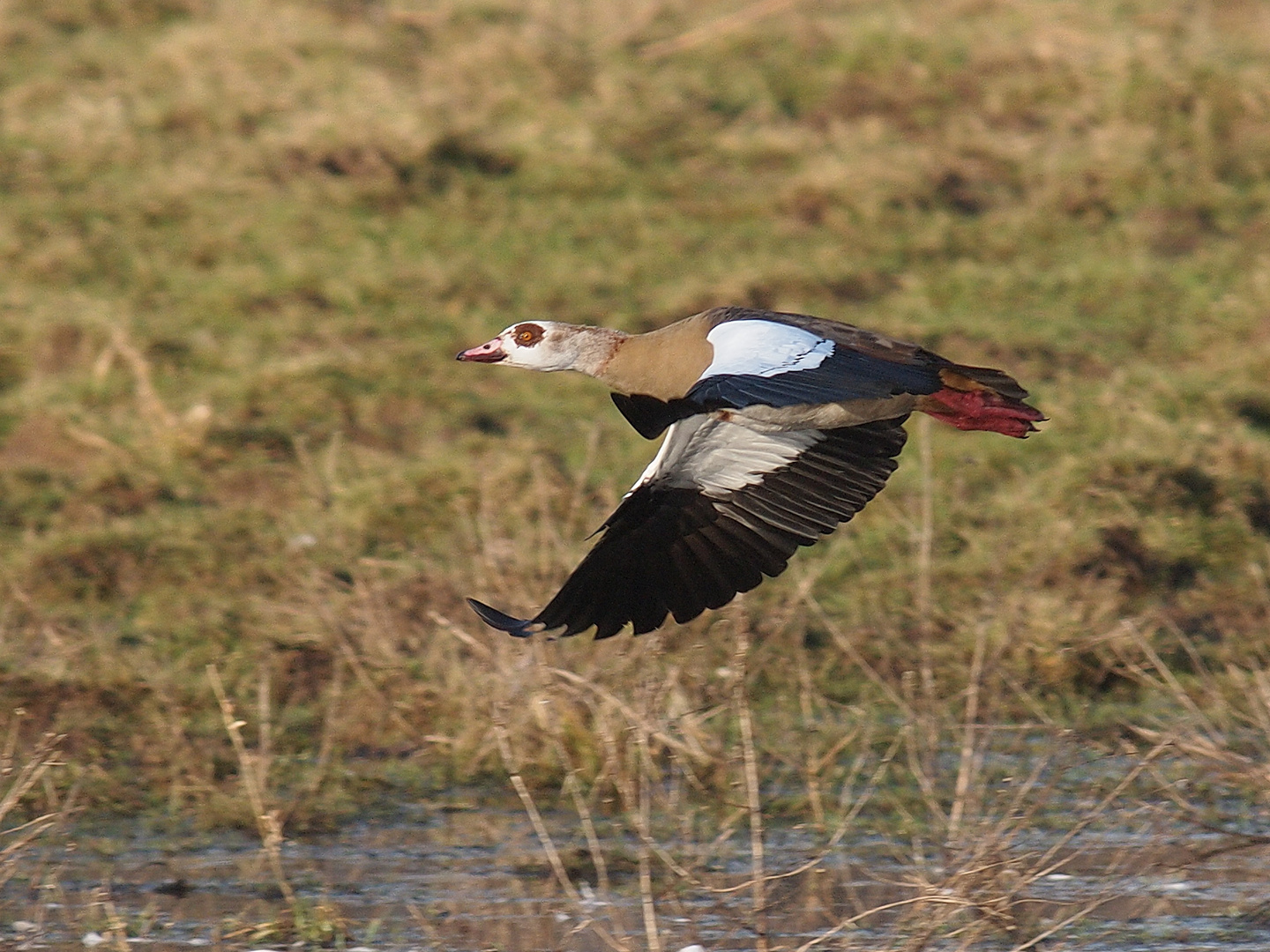 Nilgans