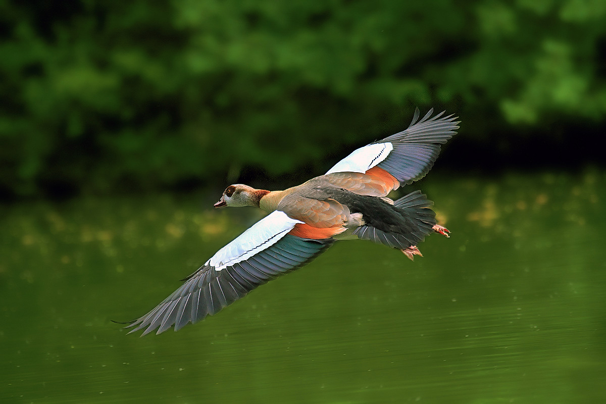 . Nilgans