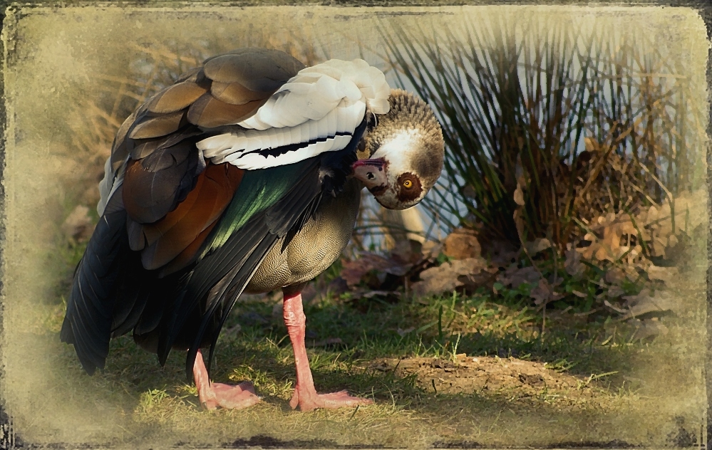 ~Nilgans~