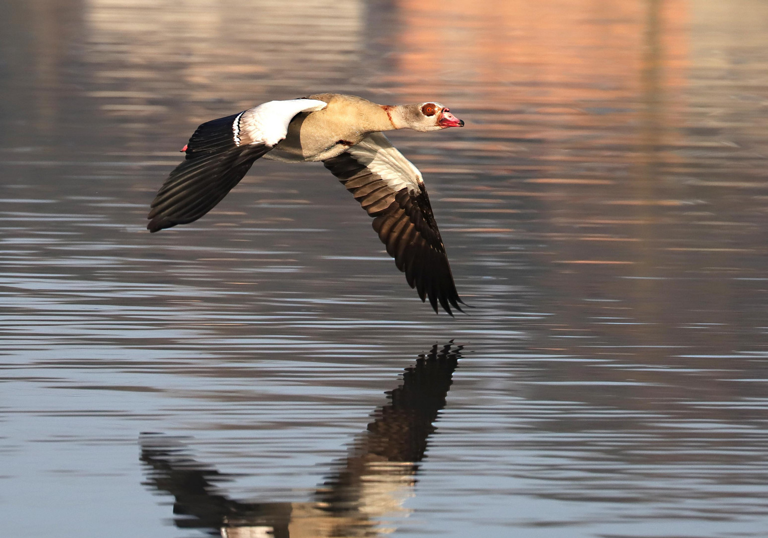 Nilgans