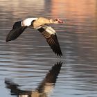 Nilgans