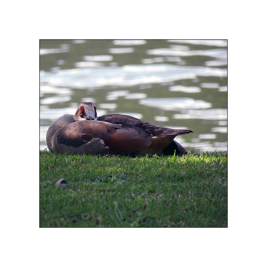 Nilgans