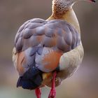 Nilgans