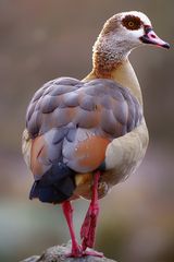 Nilgans