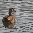 Nilgans