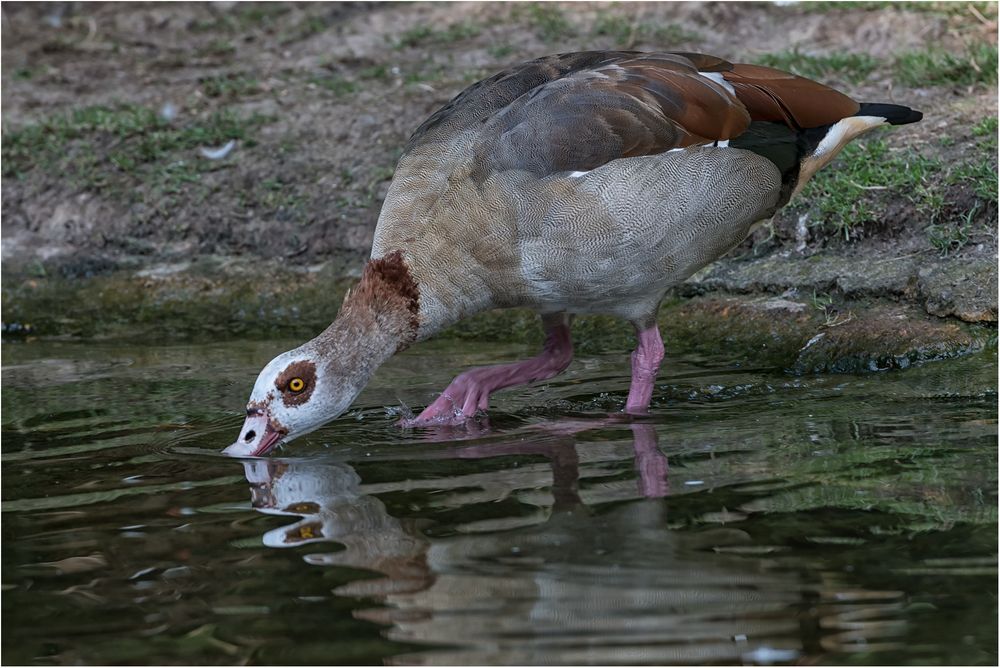 Nilgans