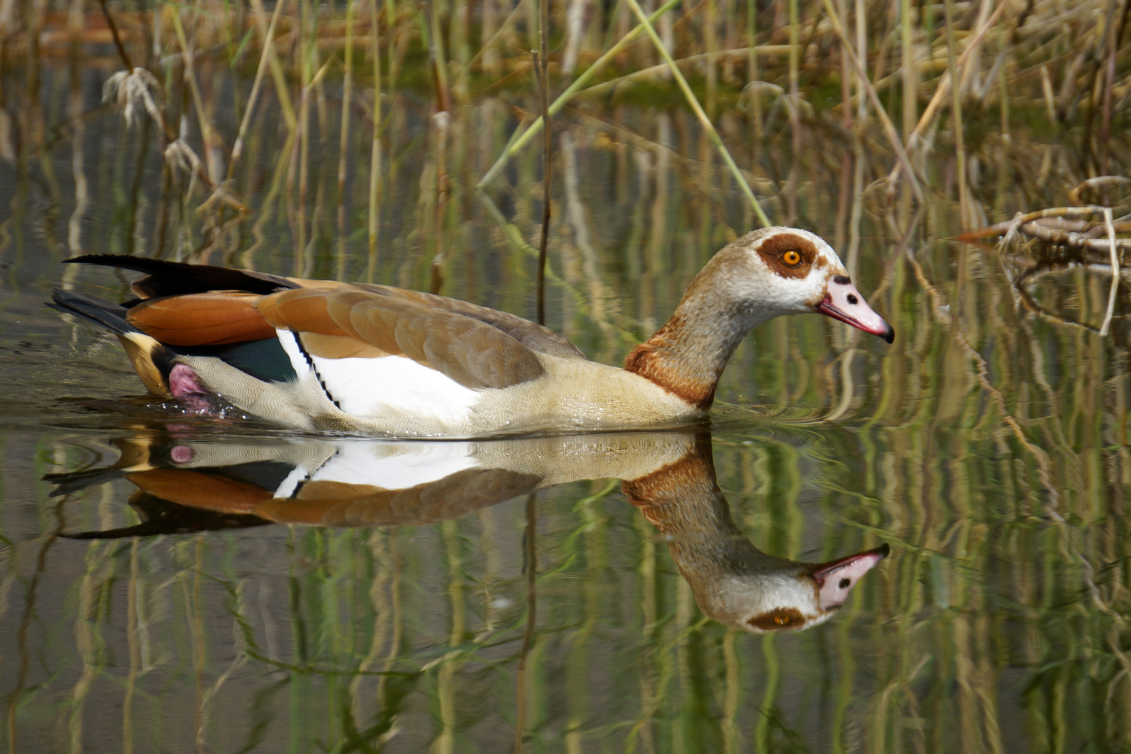 Nilgans