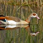 Nilgans