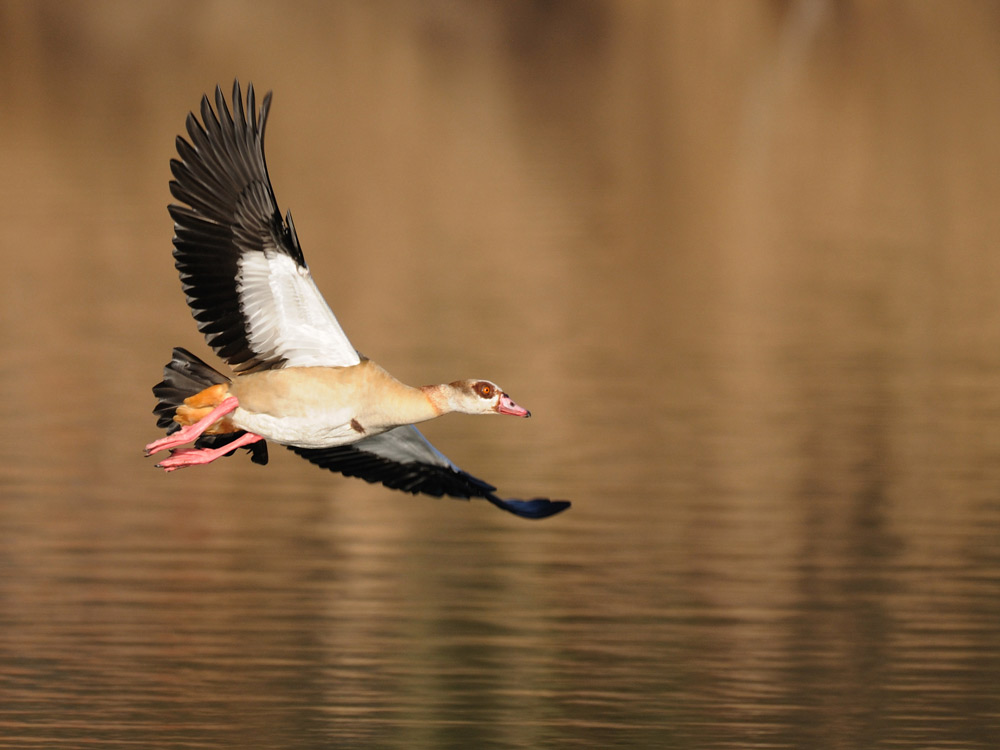 Nilgans