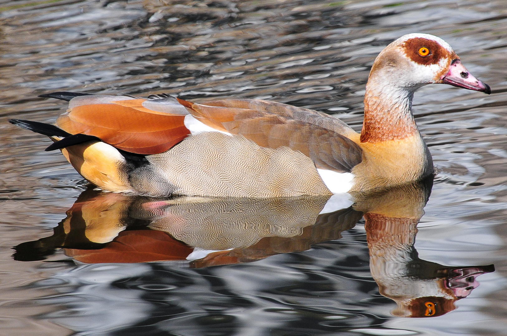 Nilgans