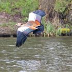 Nilgans