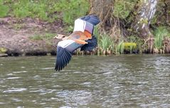 Nilgans