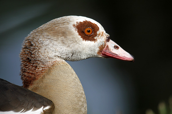 Nilgans