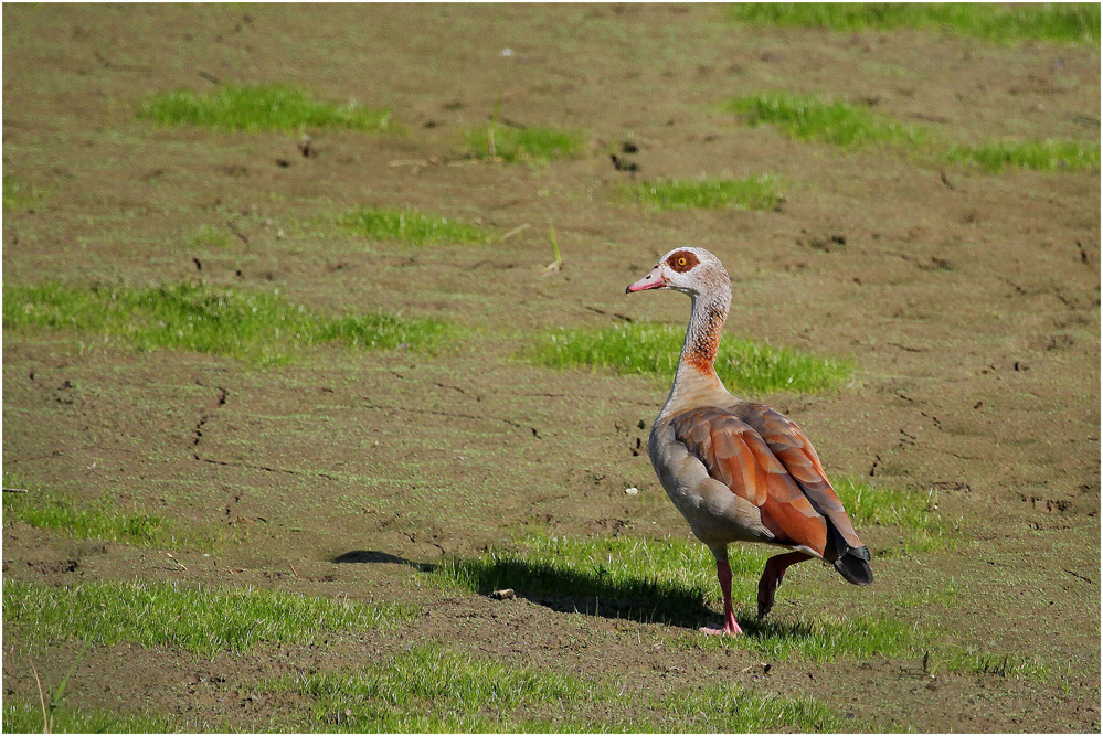 Nilgans